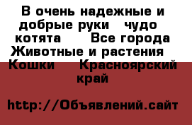 В очень надежные и добрые руки - чудо - котята!!! - Все города Животные и растения » Кошки   . Красноярский край